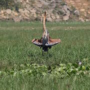 Purple Heron