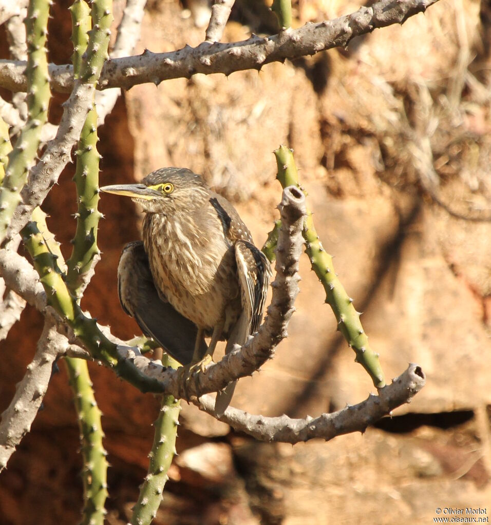 Striated Heronjuvenile