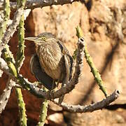 Striated Heron