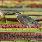 Héron strié