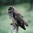 Hibou des marais