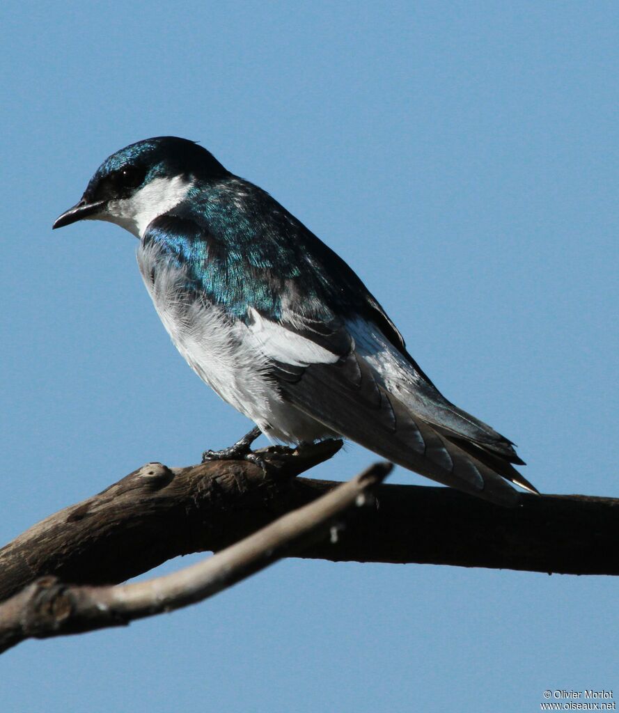 Hirondelle à ailes blanches