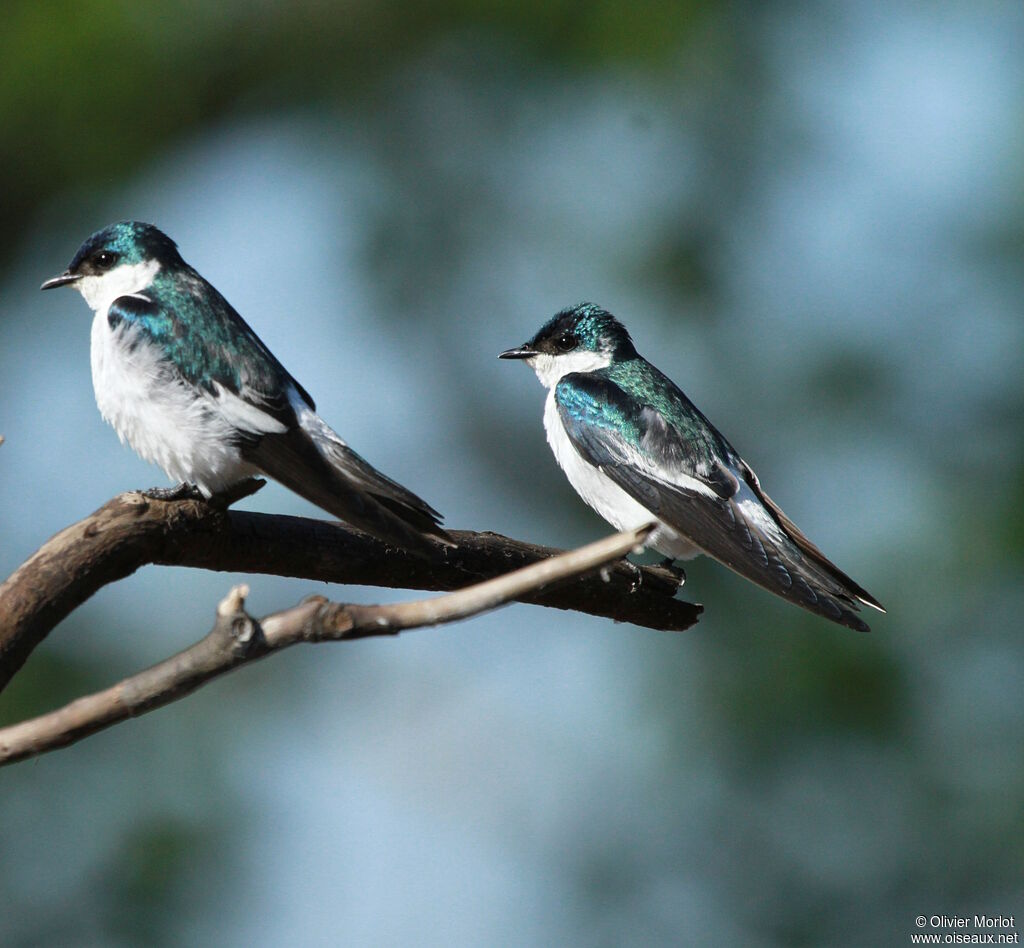 White-winged Swallow