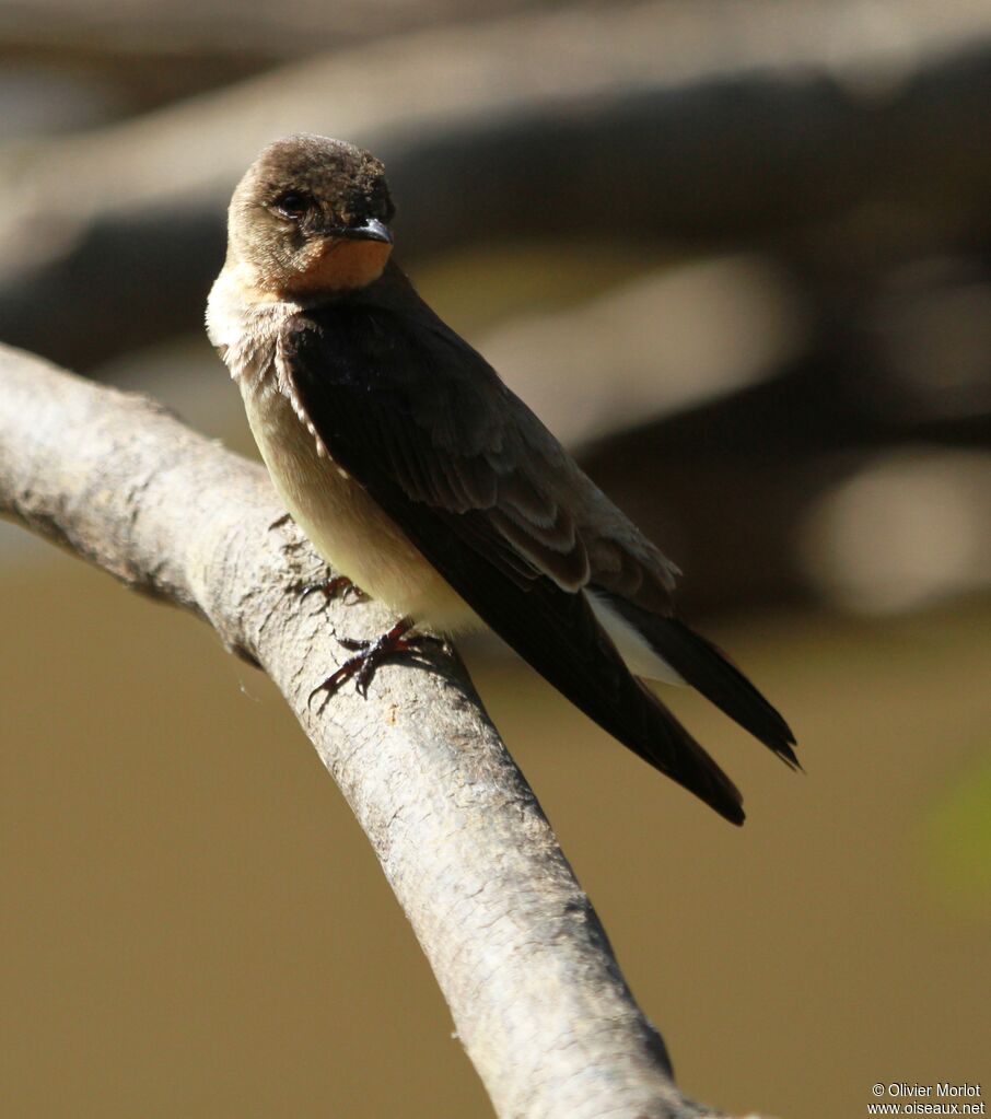 Hirondelle à gorge rousse