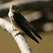 Southern Rough-winged Swallow