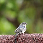 Blue-and-white Swallow