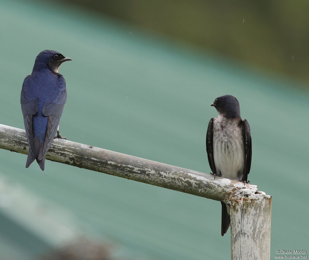 Hirondelle chalybée