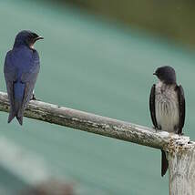 Hirondelle chalybée