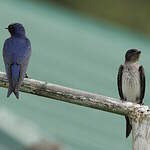 Hirondelle chalybée