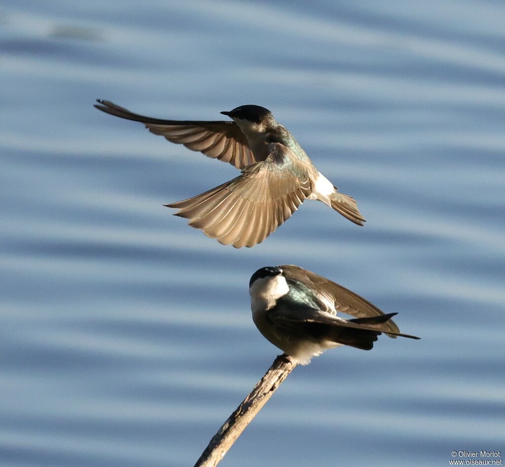 Mangrove Swallow