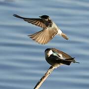 Mangrove Swallow