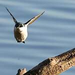 Hirondelle des mangroves