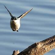 Mangrove Swallow