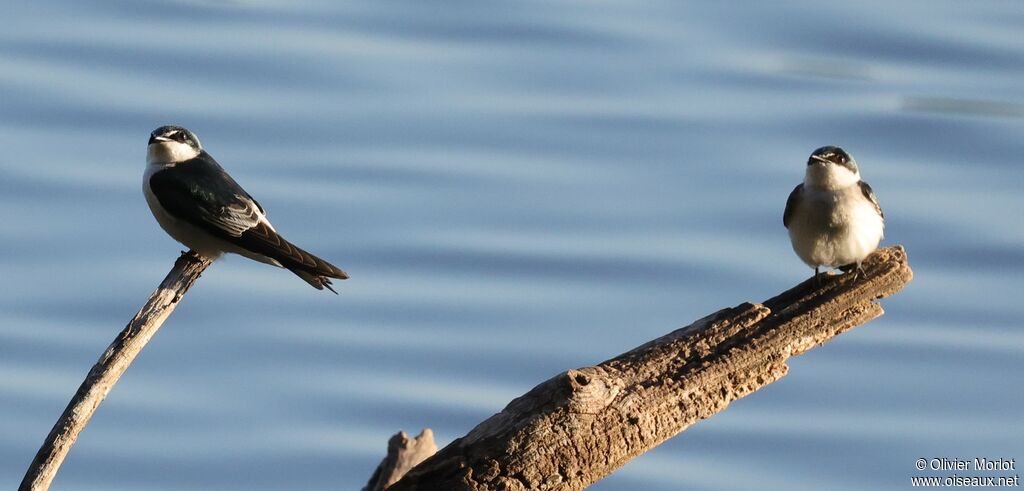 Mangrove Swallow