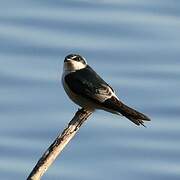 Mangrove Swallow