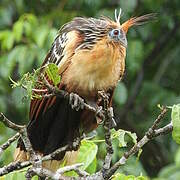 Hoatzin