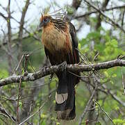 Hoatzin