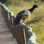 Bare-faced Curassow