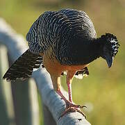 Bare-faced Curassow