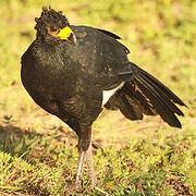 Bare-faced Curassow