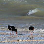 Pied Oystercatcher