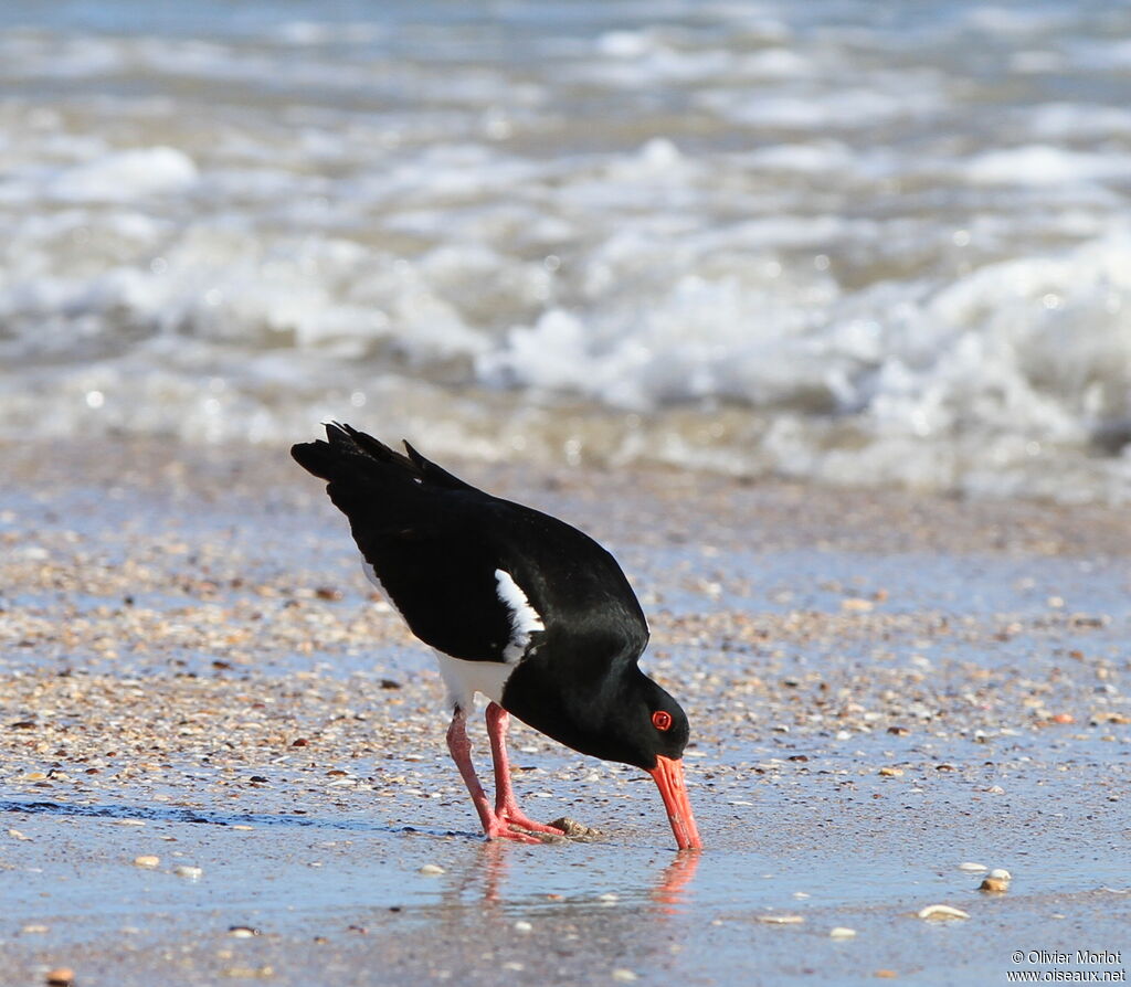 Pied Oystercatcher