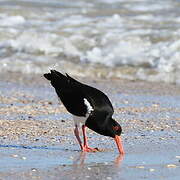 Pied Oystercatcher