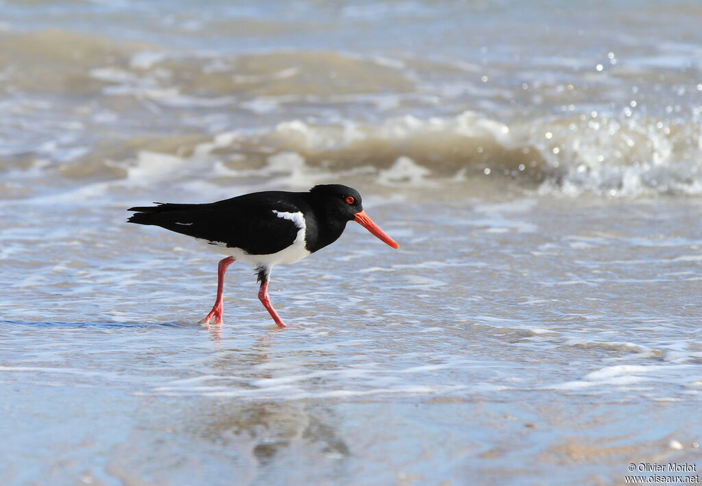 Pied Oystercatcher