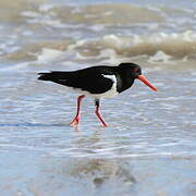 Pied Oystercatcher