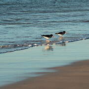 Pied Oystercatcher