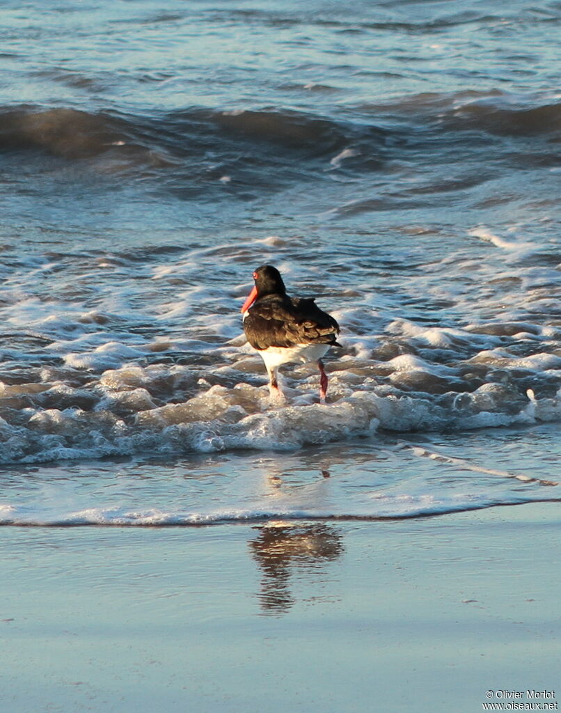 Pied Oystercatcher