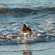 Pied Oystercatcher