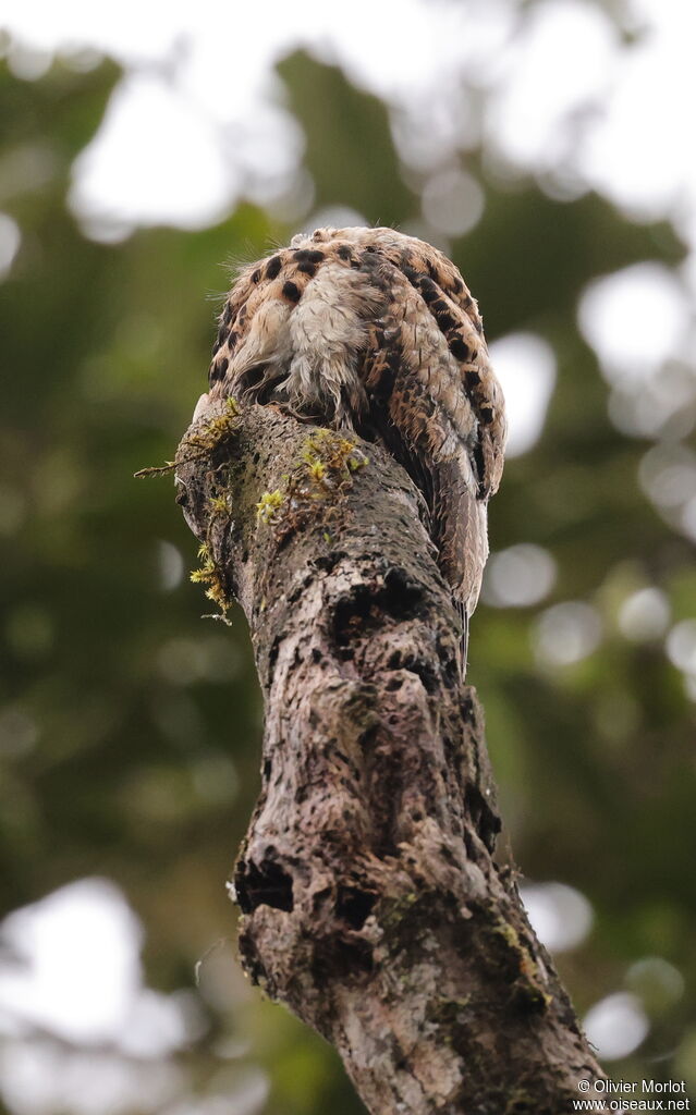 Andean Potoo