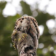 Andean Potoo