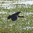 Ibis à face nue