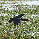 Ibis à face nue
