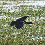 Ibis à face nue