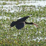 Bare-faced Ibis