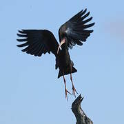 Bare-faced Ibis
