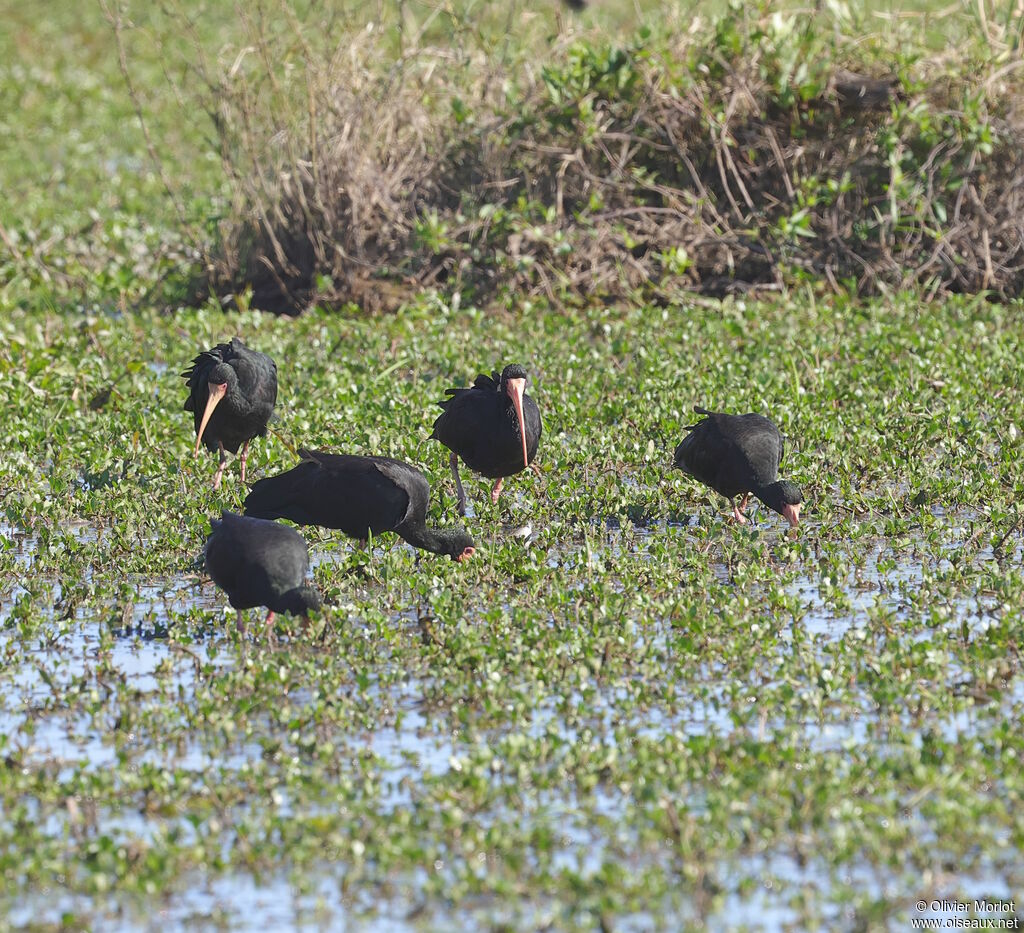 Ibis à face nue