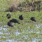 Bare-faced Ibis