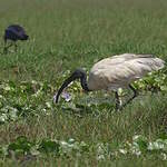 Ibis à tête noire