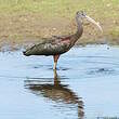 Ibis falcinelle
