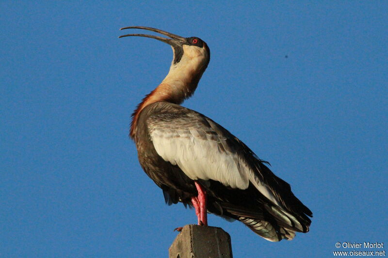 Buff-necked Ibis