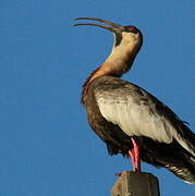 Buff-necked Ibis