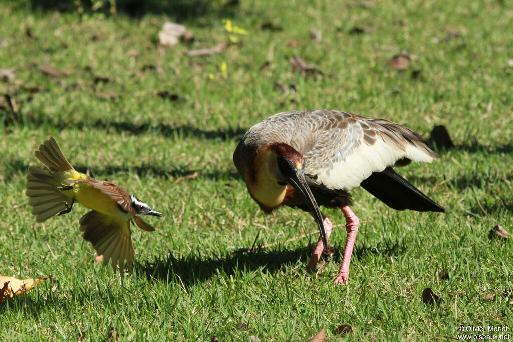 Buff-necked Ibis