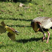 Buff-necked Ibis