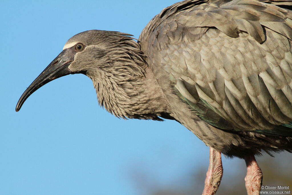 Plumbeous Ibis