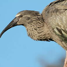 Ibis plombé