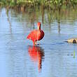 Ibis rouge